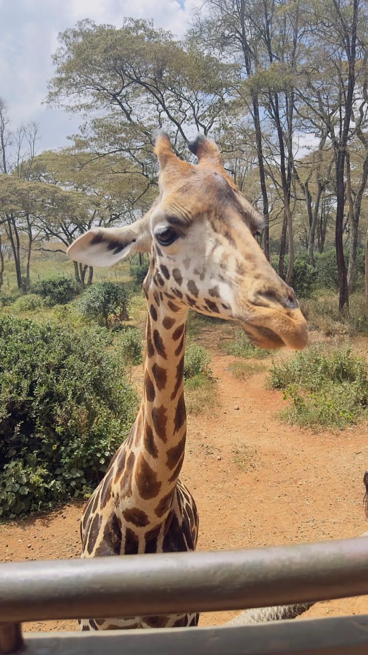 Giraffe encounter